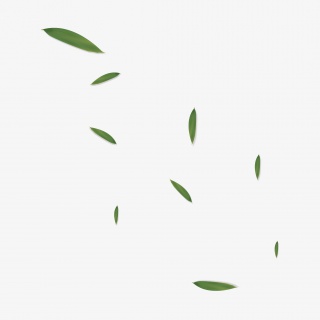 手绘端午节漂浮粽叶