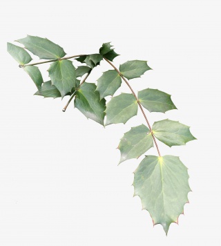 植物叶子树叶锯齿绿叶png免抠素材