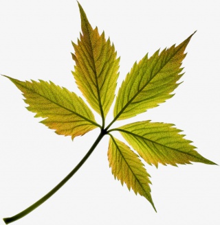 手绘叶子