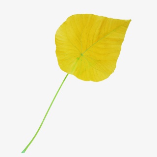 一片黄色树叶子