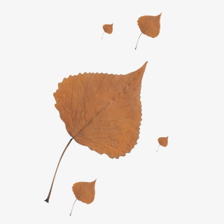 漂浮的枯萎叶子