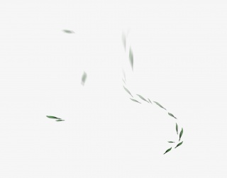 漂浮茶叶