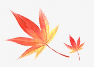 枫叶免抠png