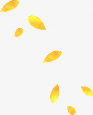 各种花卉的花瓣