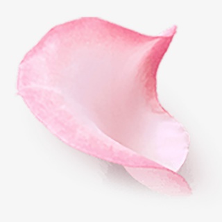 漂浮花瓣装饰