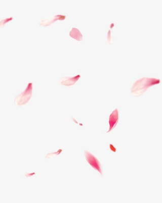 漂浮的樱花花瓣