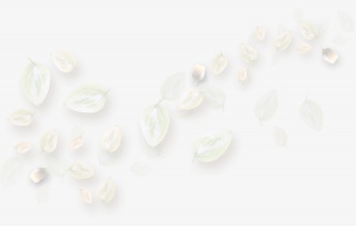 漂浮花瓣