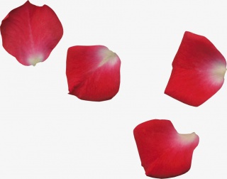 凌乱的红玫瑰花瓣