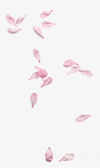 高清粉色飘落漂浮花瓣