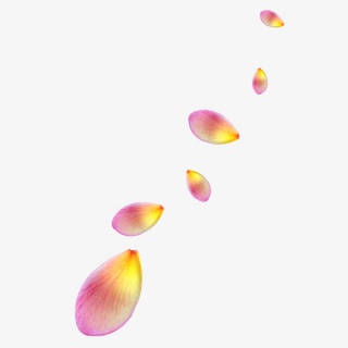 漂亮花瓣PNG免抠图素材