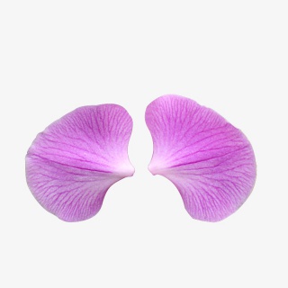 蝴蝶花瓣