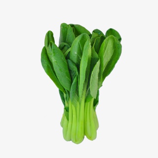 上海青蔬菜实物摄影拍摄
