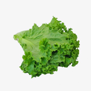 有机蔬菜生菜实物摄影