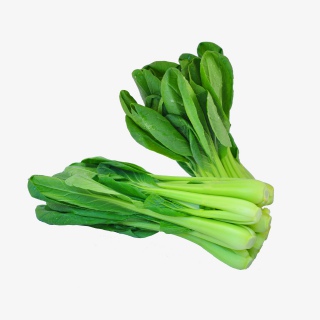 上海青蔬菜实物摄影拍摄
