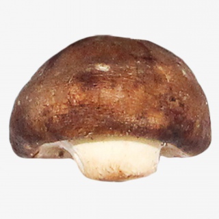 香菇蔬菜免抠实物png素材