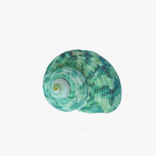 海产品贝壳实物高清摄影