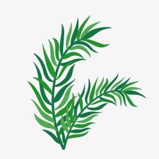 绿色椰子树叶图片素材