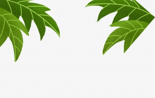 绿色的大叶子