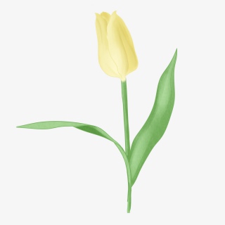 手绘水彩郁金香花