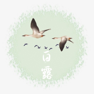 白露鸿雁二十四节气白露