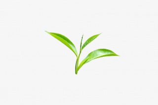 新鲜茶叶嫩尖