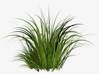 一颗绿色的小草