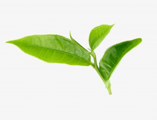 茶叶