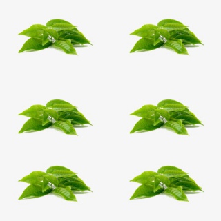 茶叶