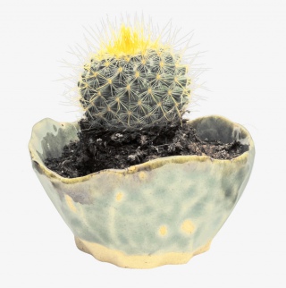 植物盆栽仙人掌