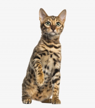 小猫咪可爱的宠物猫
