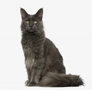 坐着的一只小猫咪