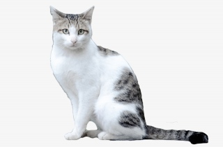动物猫咪