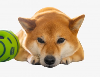 宠物柴犬狗
