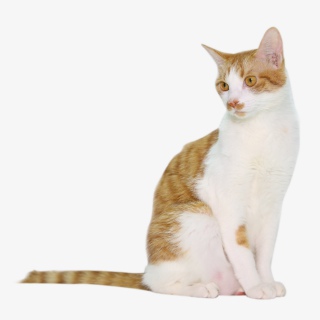 宠物动物猫咪
