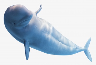 水族馆的白鲸