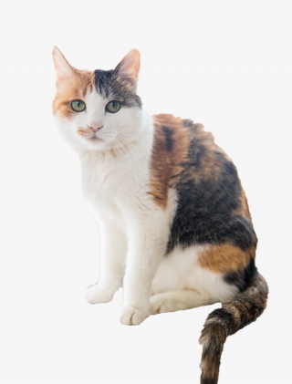 猫咪动物