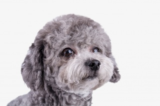 宠物贵宾犬