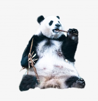 吃竹子的熊猫