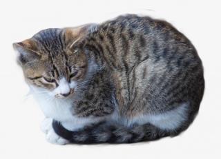 狸花猫米蹲坐