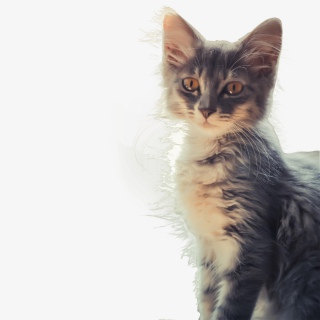 小猫咪实拍png