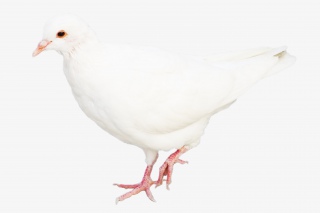动物白色鸽子