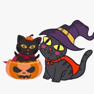 典雅猫咪单纯幼稚的样子充溢喜爱
