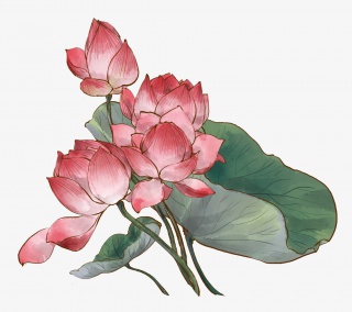 国画水墨中国风荷花