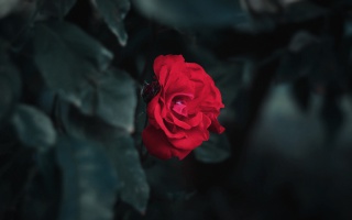 鲜艳唯美红色玫瑰花图片桌面壁纸