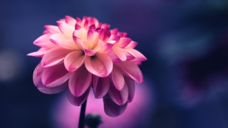 粉色花瓣花朵高清电脑壁纸