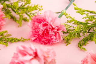 粉色鲜花康乃馨摄影图