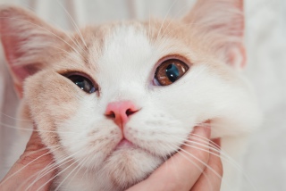 无奈的肥猫