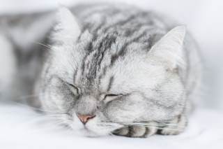动物猫咪