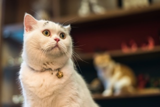 看着上面的猫