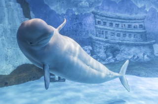 水族馆的白鲸